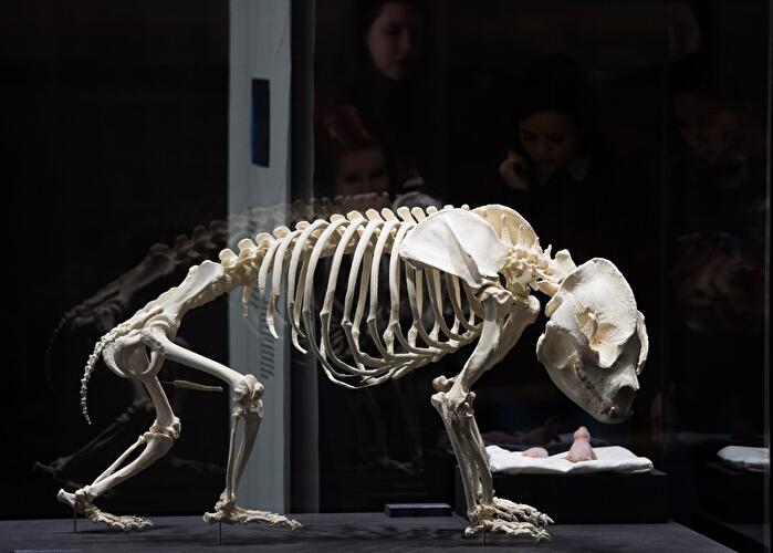 Panda-Ausstellung