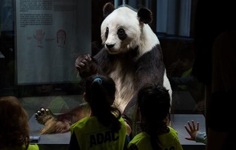 Panda-Ausstellung