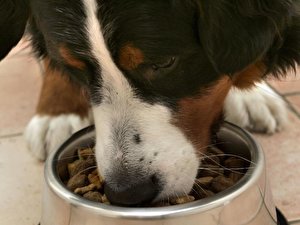 Hundefutter zu nährstoffarm