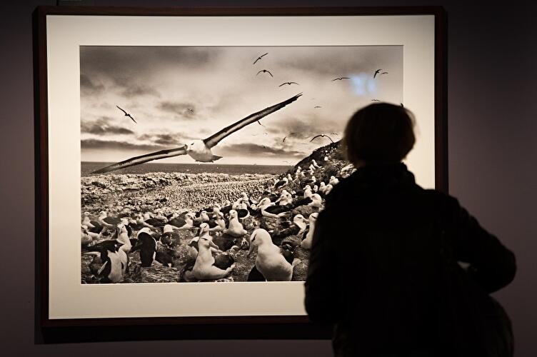 Sebastião Salgado. Genesis