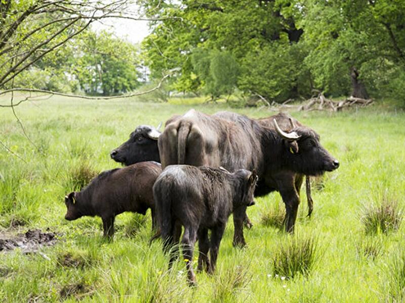 Wasserbüffel auf der Pfaueninsel