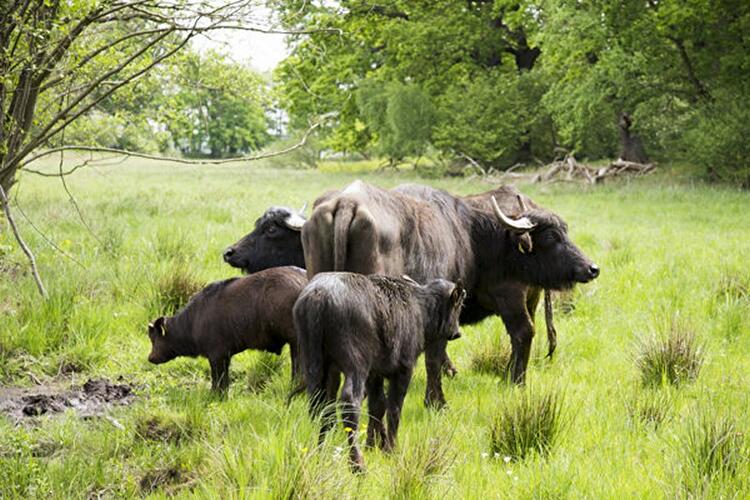 Wasserbüffel auf der Pfaueninsel