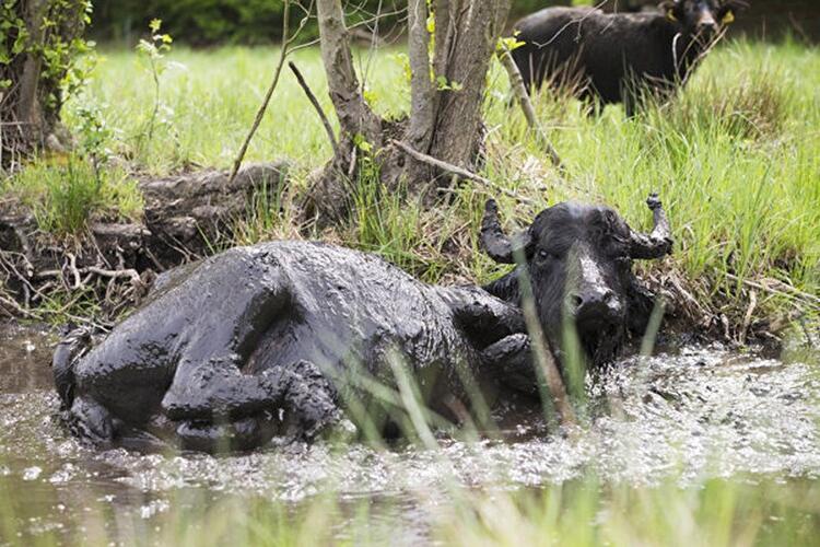 Wasserbüffel auf der Pfaueninsel