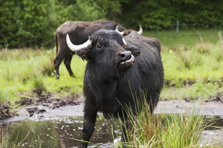 Wasserbüffel auf der Pfaueninsel