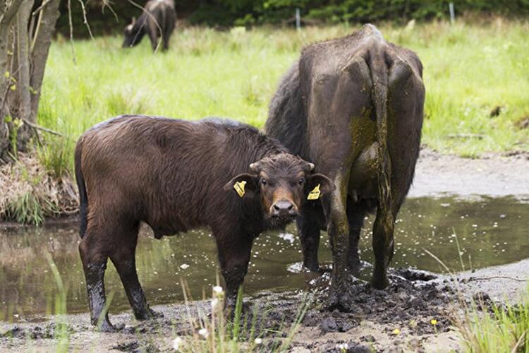 Wasserbüffel auf der Pfaueninsel