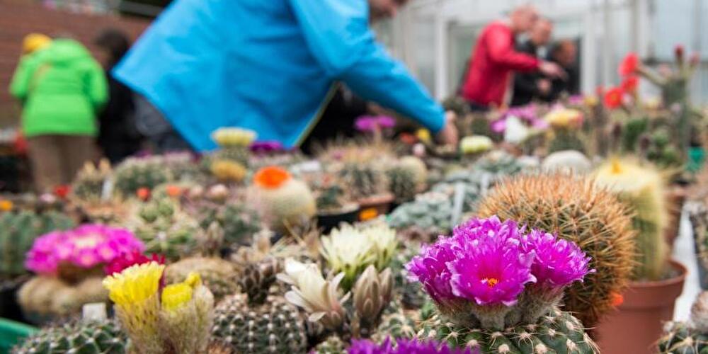 Kakteen im Botanischen Garten
