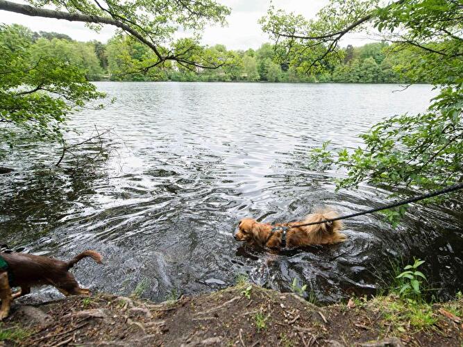 Schlachtensee in Berlin