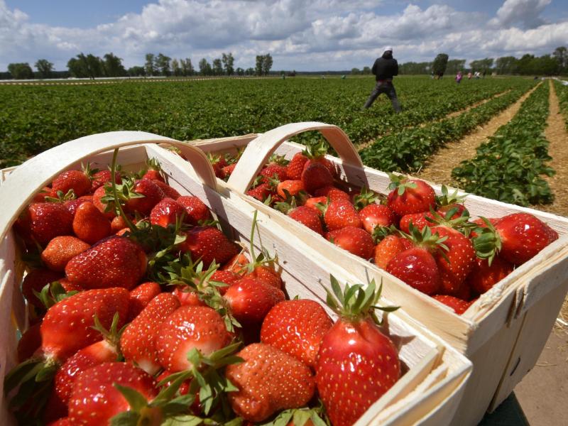 Frisch gepflückte Erdbeeren