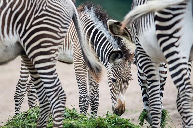 Tierpark Berlin