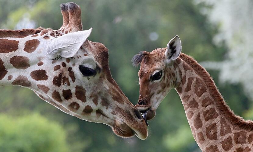 Tierpark Berlin