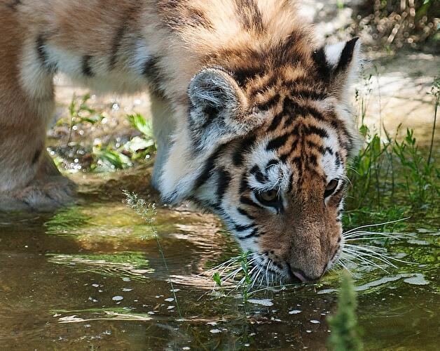 Tierpark Berlin