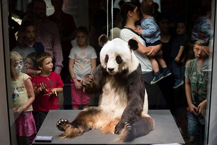 Abschied von Pandabärin Yan Yan