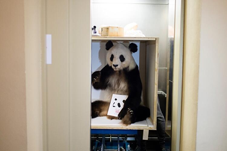 Abschied von Pandabärin Yan Yan