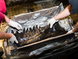 T-Rex im Museum für Naturkunde