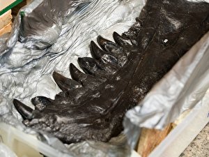 T-Rex im Museum für Naturkunde