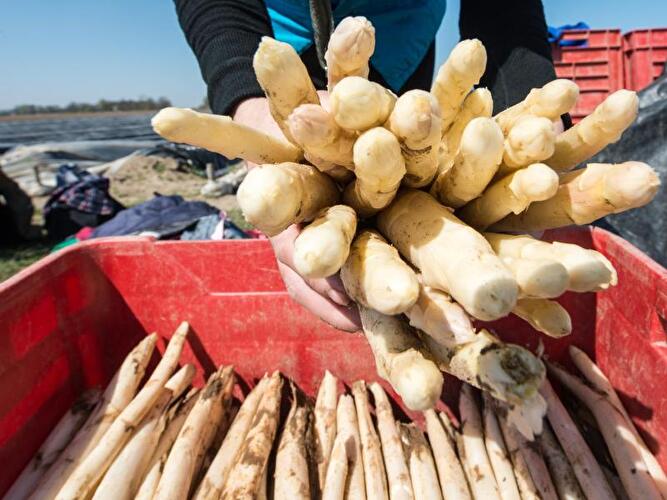 Spargel aus Brandenburg