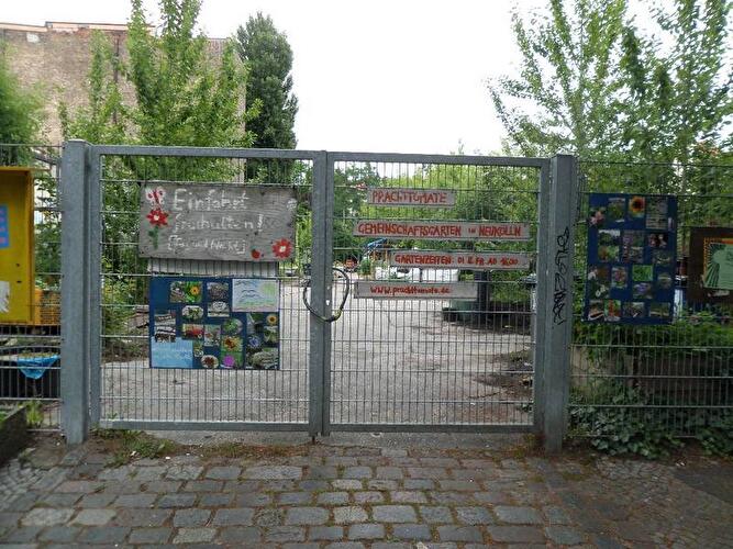 Prachttomate Neukölln