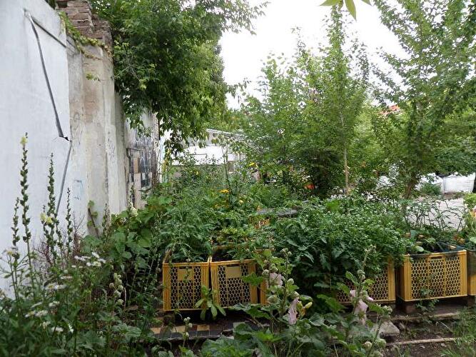 Prachttomate Neukölln