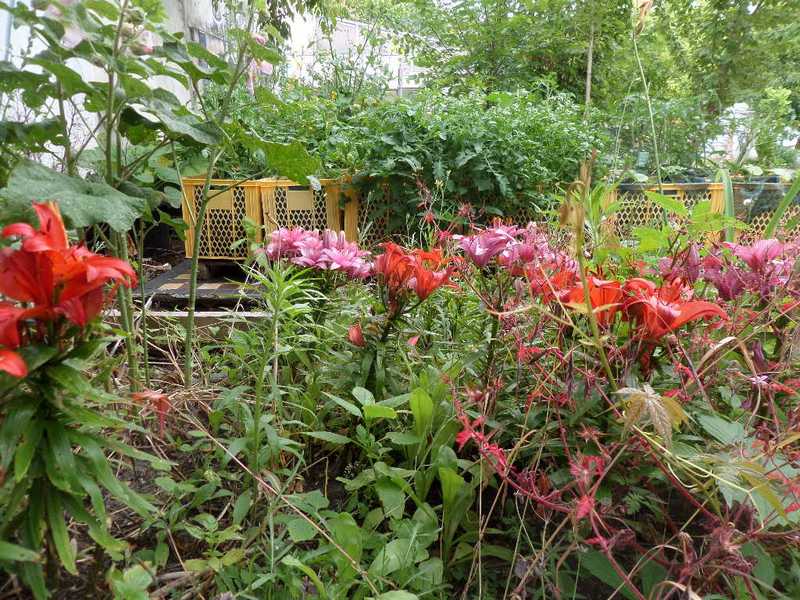 Prachttomate Neukölln