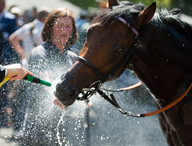 Hoppegarten: Großer Preis von Berlin