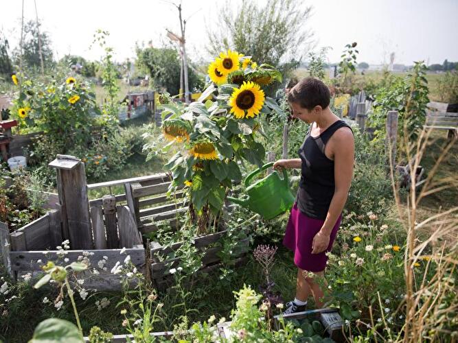 Gemeinschaftsgarten Tempelhofer Feld