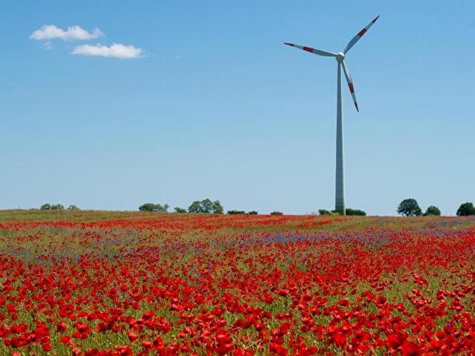 Ein Windrad auf einem Feld