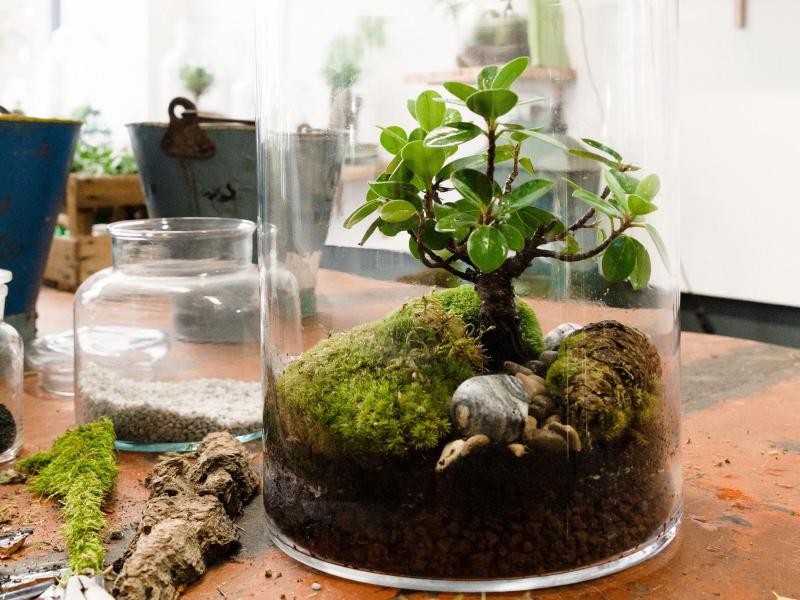 Bonsai Moosbaum Terrarium Selber Machen