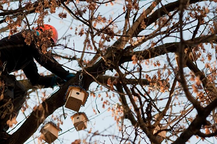 Vogelkästen am Hackeschen Markt