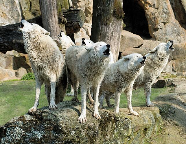 Platz 4: Berliner Zoo