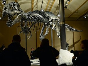 T-rex-Skelett im Naturkundemuseum