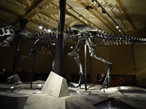 T-rex-Skelett im Naturkundemuseum