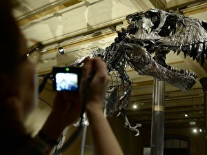T-rex-Skelett im Naturkundemuseum