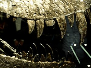 T-rex-Skelett im Naturkundemuseum