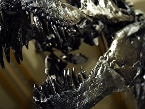 T-rex-Skelett im Naturkundemuseum