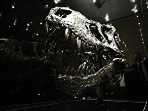 T-rex-Skelett im Naturkundemuseum