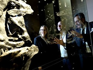 T-rex-Skelett im Naturkundemuseum