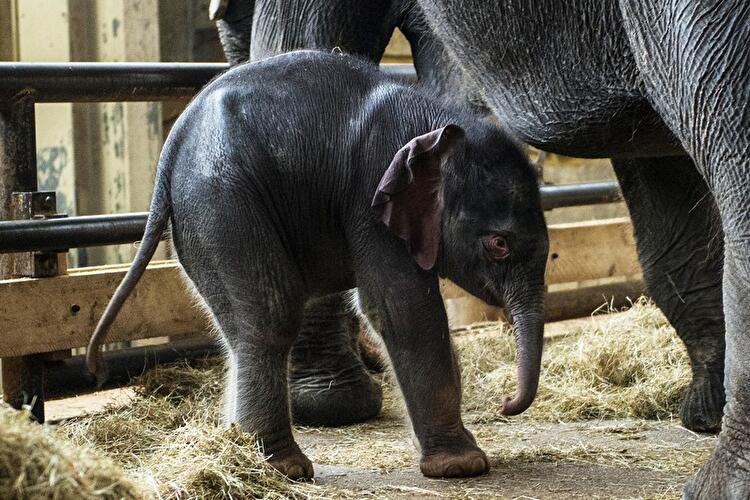 Neues Elefantenbaby im Berliner Tierpark