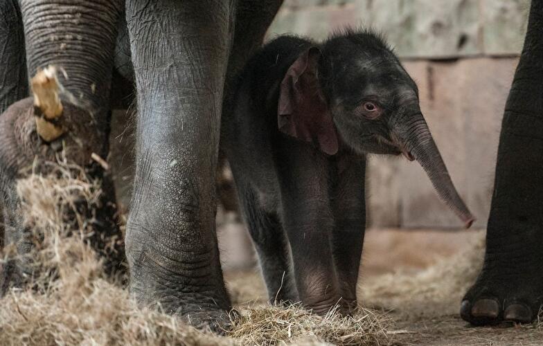 Neues Elefantenbaby Edgar im Berliner Tierpark