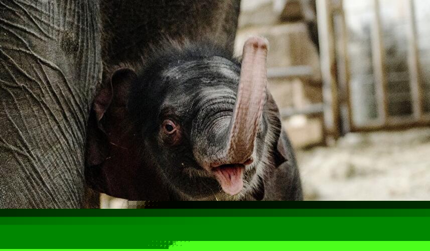 Neues Elefantenbaby im Berliner Tierpark