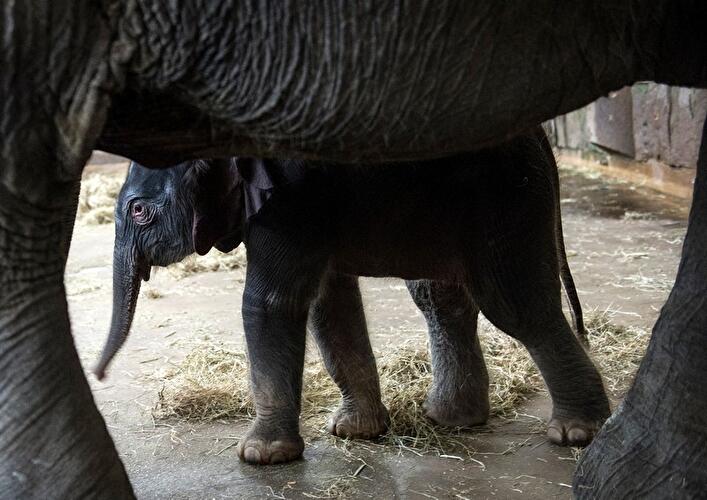 Neues Elefantenbaby im Berliner Tierpark