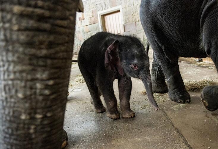 Elefantenbaby Edgar im Berliner Tierpark