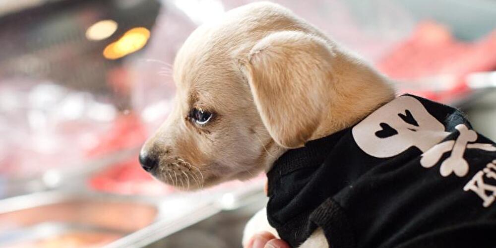 Hundewelpen