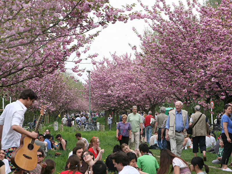 Japanese Hanami Cherry Blossom Festival