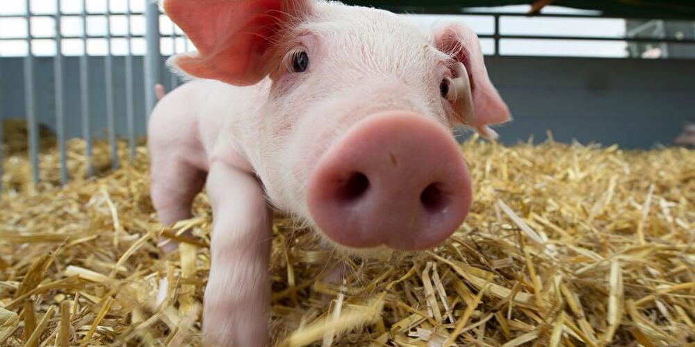 Tierschutz-Festival