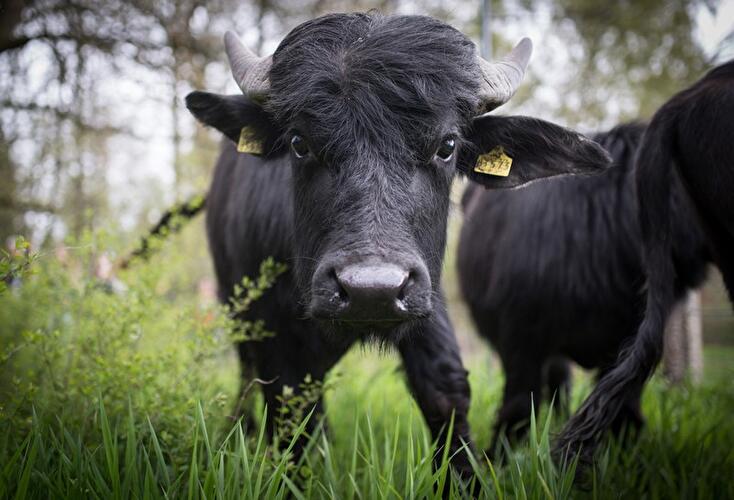 Water buffalo in Tegel River Valley