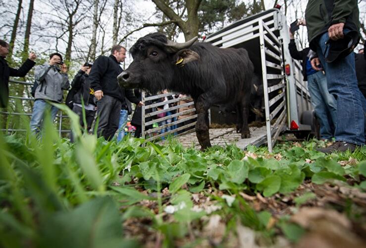 Water buffalo in Tegel River Valley