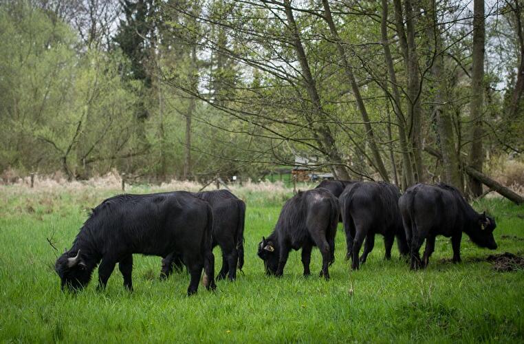 Water buffalo in Tegel River Valley