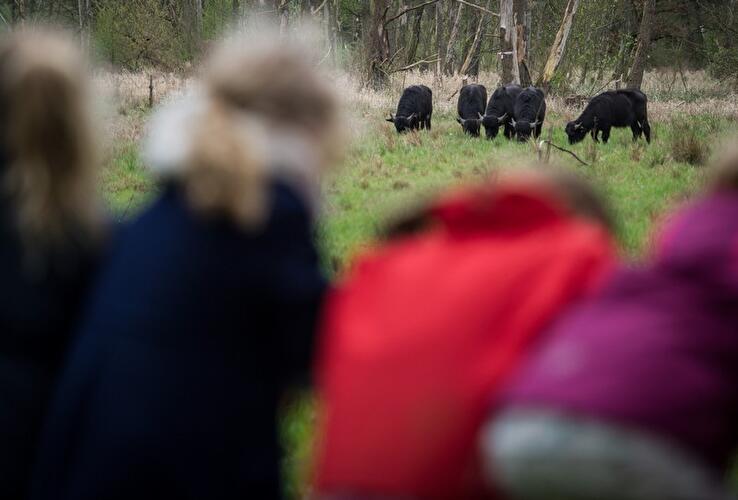 Wasserbüffel im Tegeler Fließtal
