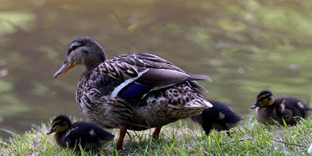 Entenfamilie