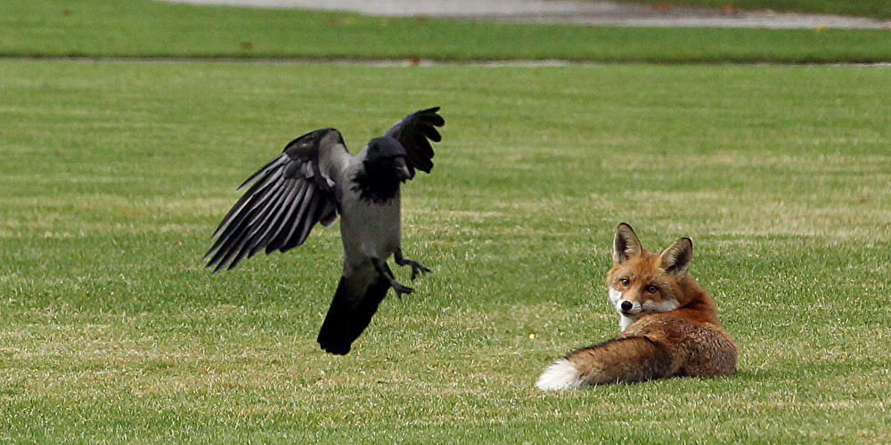 Fuchs